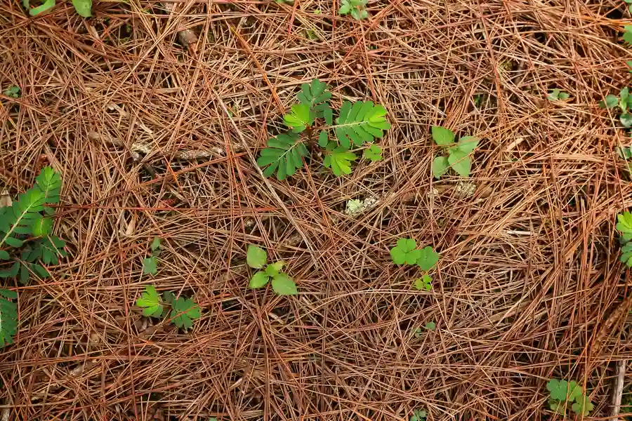 Pine Needle Placement
