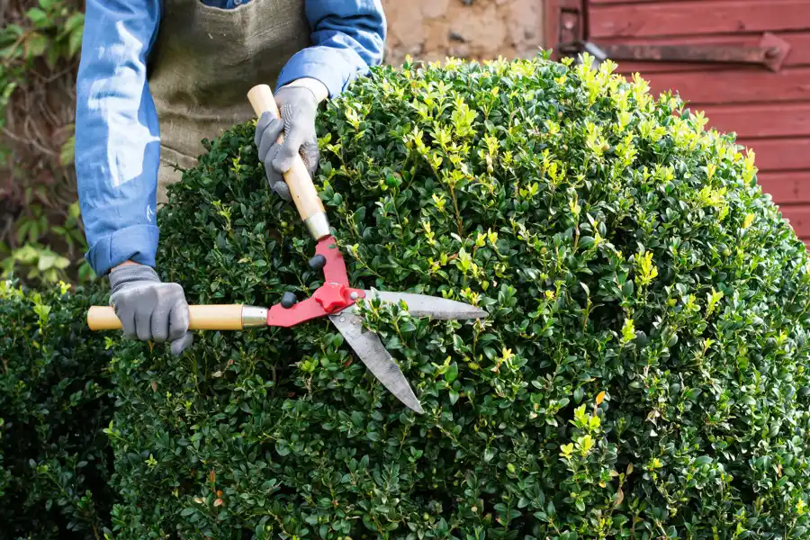 Shrub Care